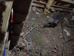 Heboh ! Warga Bugil Tangkap Babi Ngepet di Depok