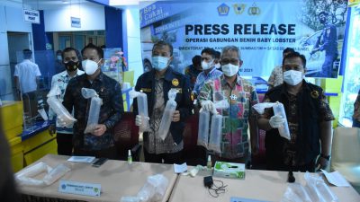 Bea Cukai Gagalkan Penyelundupan 225.664 Benur Lobster di Palembang