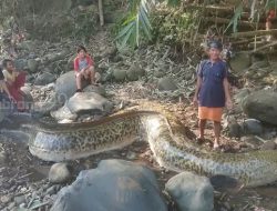 Bikin Salfok Warga Tangkap Ikan Seberat 1 Ton, Publik: Kreativitas Tanpa Batas