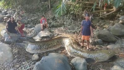 Bikin Salfok Warga Tangkap Ikan Seberat 1 Ton, Publik: Kreativitas Tanpa Batas