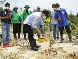 Amsakar Tekankan Pentingnya Menjaga Hutan Mangrove