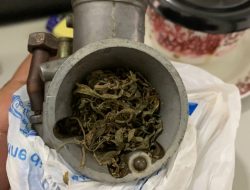 Bea Cukai Batam Gagalkan Pengiriman Paket Ganja dalam Karburator dari Batam ke Jakarta