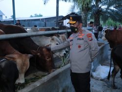 Jelang Idul Adha, Kapolda Sumut Datangi Rumah Ternak Hewan Qurban