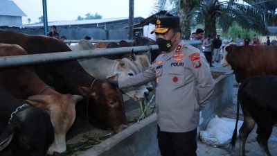 Jelang Idul Adha, Kapolda Sumut Datangi Rumah Ternak Hewan Qurban