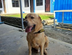 Luigi, Anjing Pelacak BC Batam Berhasil Endus Paket Sabu Tujuan Lombok