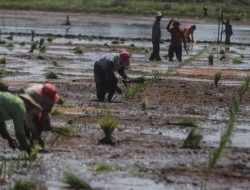 Dunia Dihantui Krisis Pangan, Petani dan Nelayan RI Aman Karena Ini