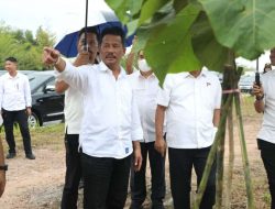Kepala BP Batam Tinjau Pertumbuhan Pohon Kayu Jati Emas