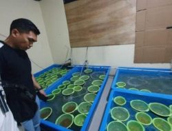 Baharkam Polri Berhasil Gagalkan Penyeludupan 350 Ribu Baby Lobster di Tangerang