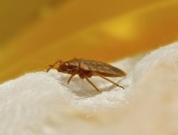 Paris Diserang Kutu Busuk, Macron Diminta Turun Tangan