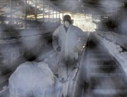 Australia Laporkan Kasus Flu Burung Pertama pada Manusia
