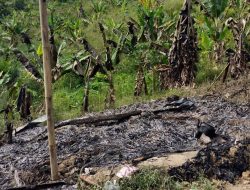 Lahan Dikuasai, Tanaman Dirusak, Pemilik Lapor Polisi