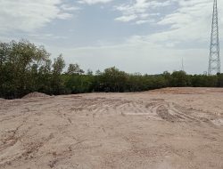 Mangrove Ditimbun atau Dibiar­kan? Polsek Galang Baru Memeriksa Izin PT MPL