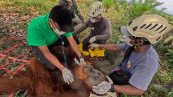 BKSDA Sumut Turun Tangan, Evakuasi Orangutan Sumatera ke TN Gunung Leuser