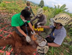 BKSDA Sumut Turun Tangan, Evakuasi Orangutan Sumatera ke TN Gunung Leuser